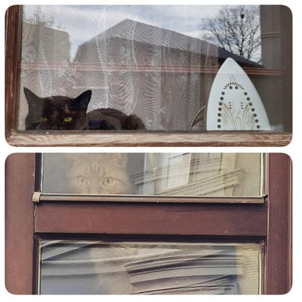 Koty w oknie ulica Jezuicka