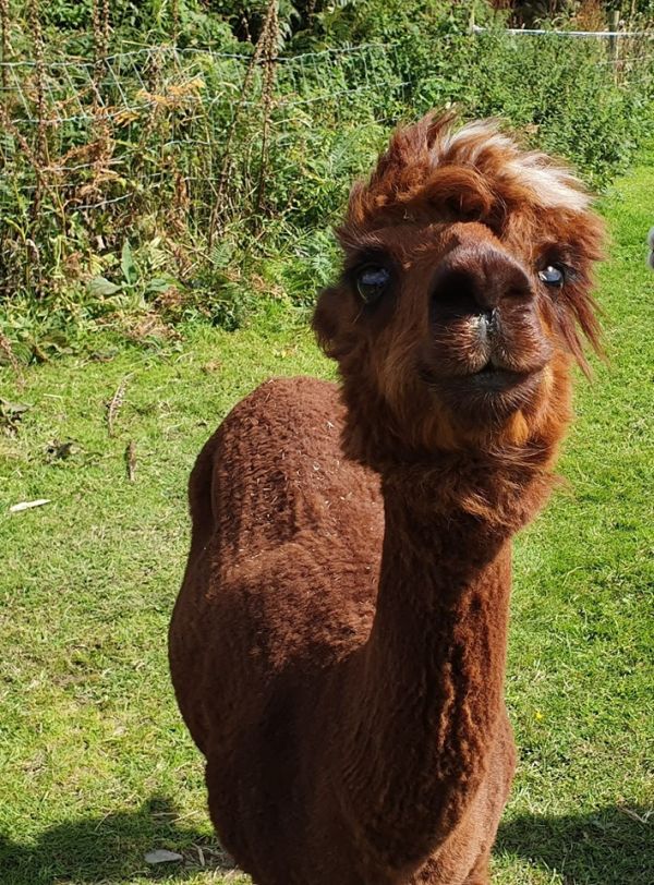 Alpaka