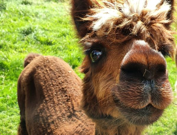 Alpaka